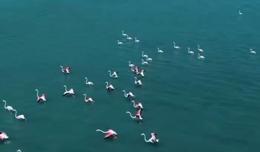 Van'da Jandarmadan Flamingo Nöbeti
