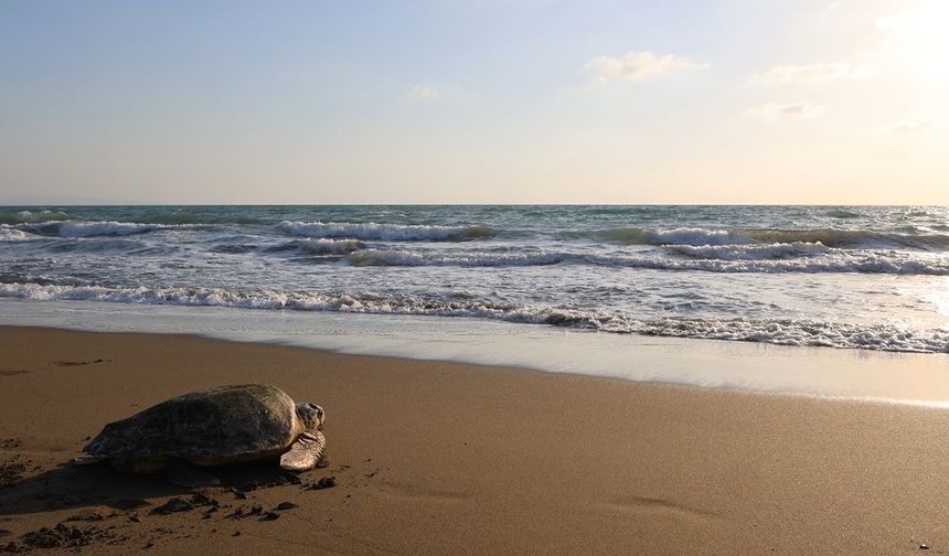 Yaralı deniz kaplumbağaları yeniden denize kavuştu