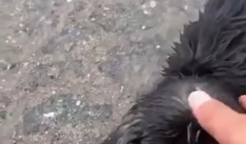 Yavru köpeğinin yardımına kamyon şoförü koştu