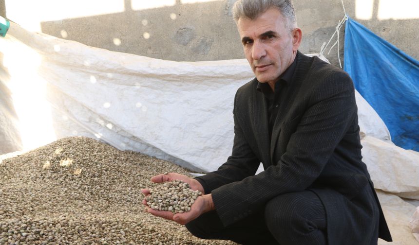 Yüksekova'dan Irak'a 'kenger çekirdeği' toplanıyor