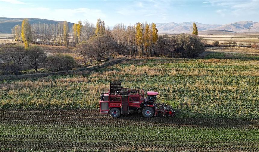 Bayburt'ta şeker pancarı üretim alanı artış gösterdi