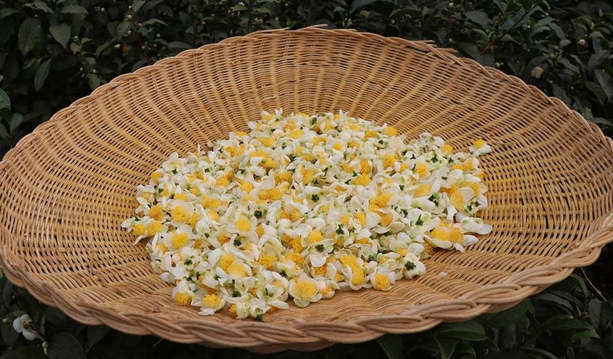 ÇAYMER’den yıl 50 kilogram çiçek çayı