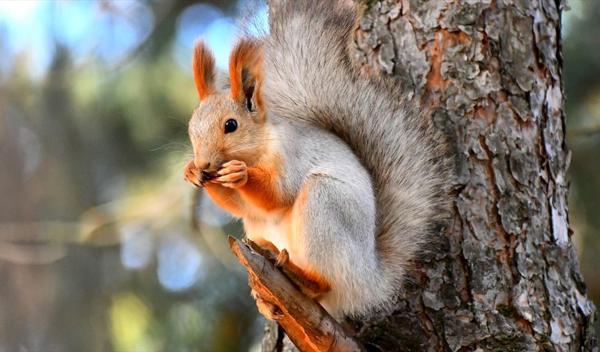 Kars'ta kızıl sincaplar kış uykusuna hazırlanıyor