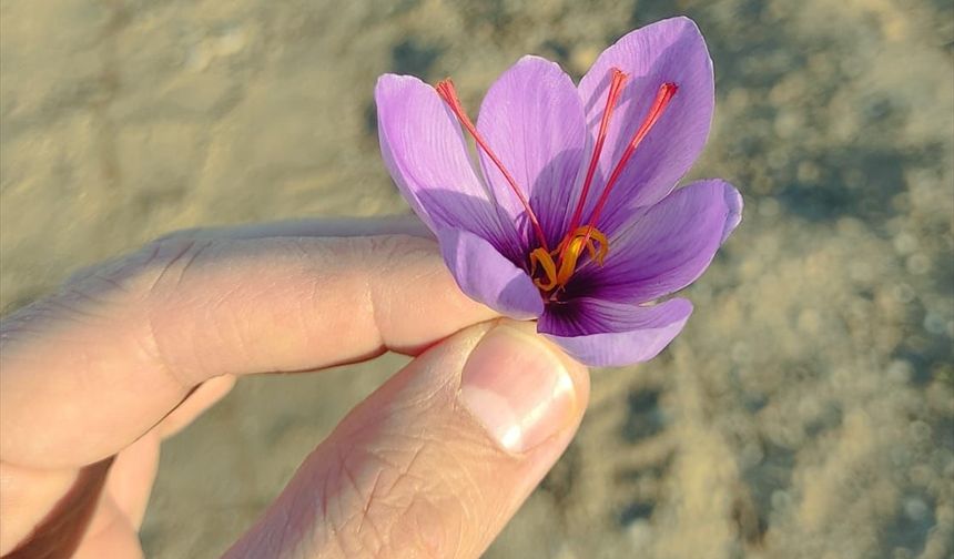 Kırşehir'de Safranın Deneme Ekimlerinden Başarı
