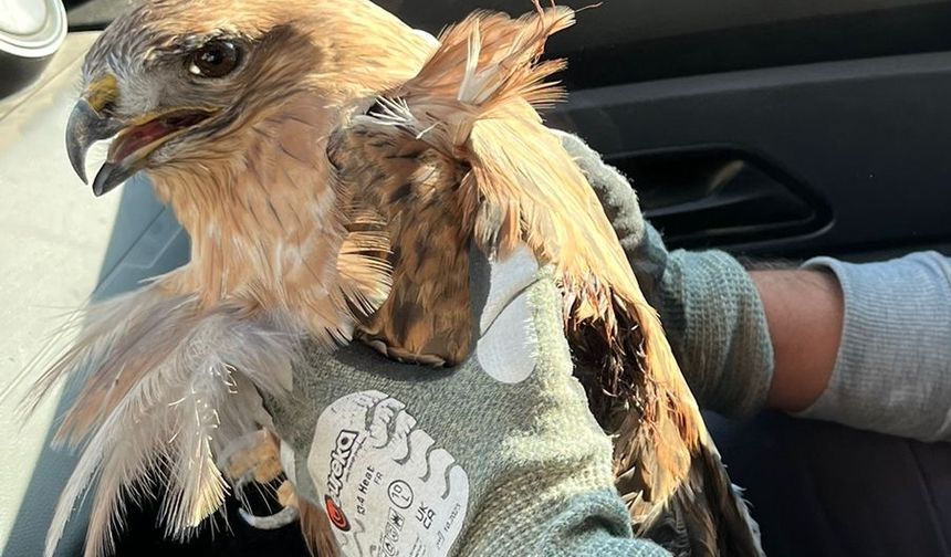 Kırşehir'de yaralı halde bulunan kızıl şahin tedaviye alındı