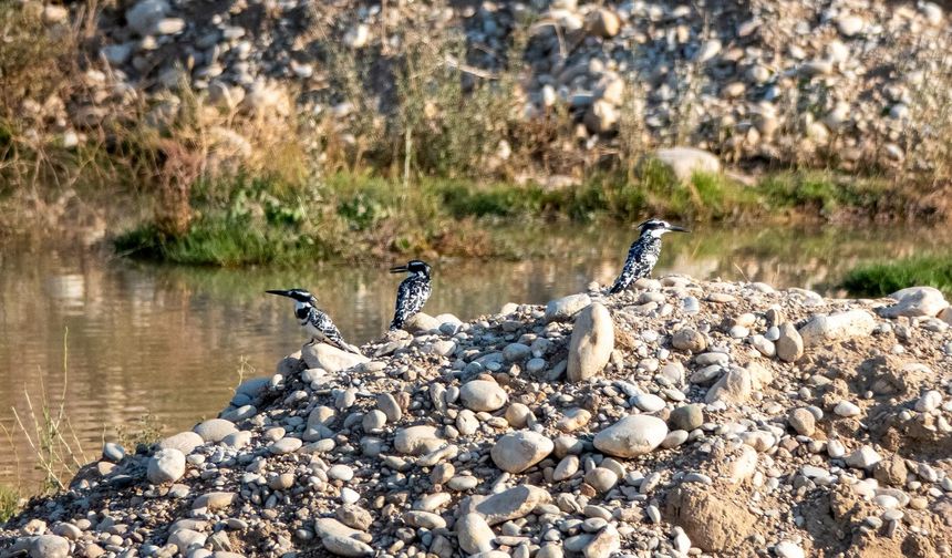 Alaca Yalıçapkını Adıyaman'da görüntülendi