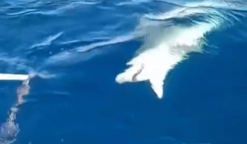 Amatör Balıkçıya Köpek Balığı Şoku