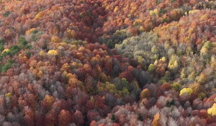 Bolu Mengen'de sonbahar manzarası