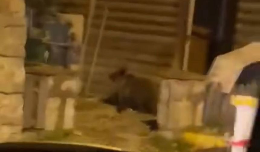 Caddede yavru bozayı görüntülendi