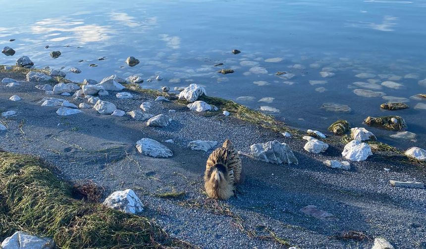 Güney Amerika balabanı DKMP tarafından koruma altına alındı