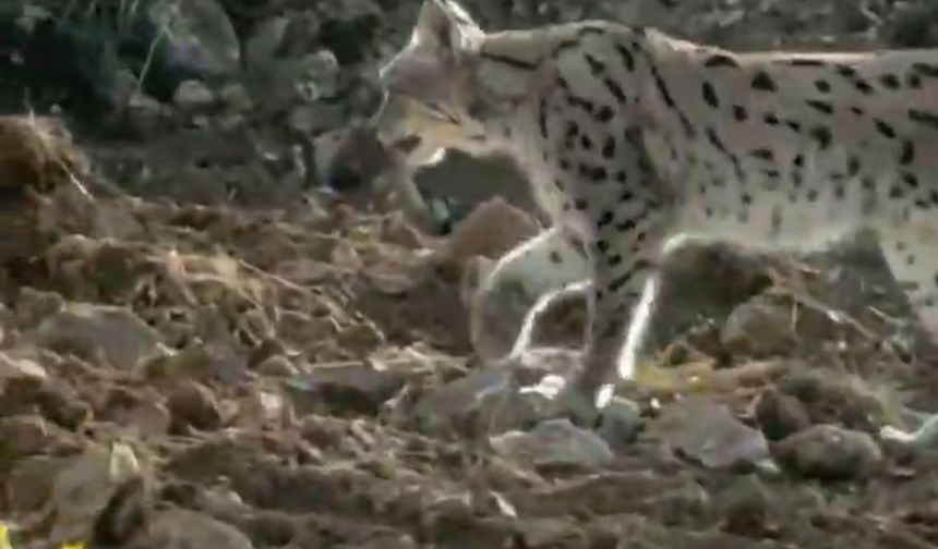 Hakkari'de nesli tehlike altındaki vaşak kameralara yansıdı