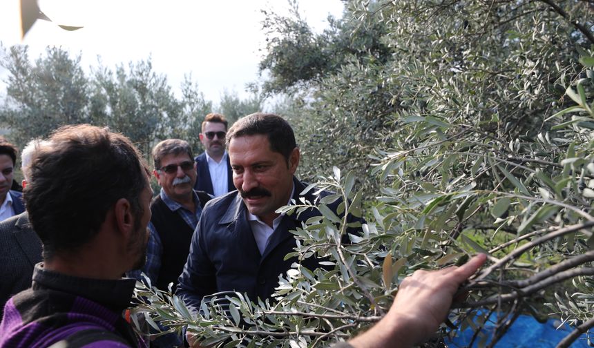 Hatay'da Zeytin Hasadı Başladı