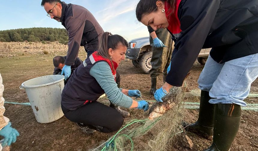 Hayalet ağa takılan 500 balık kurtarıldı