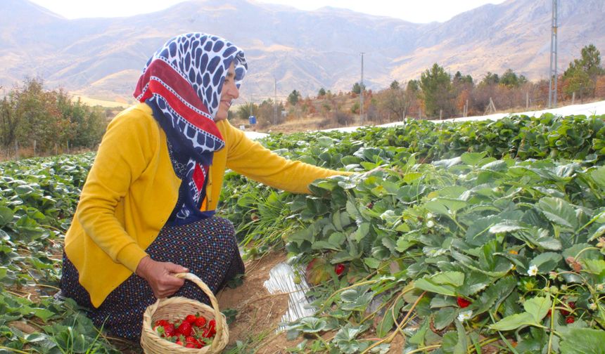 Hobi olarak başladı, geçim kaynağı oldu