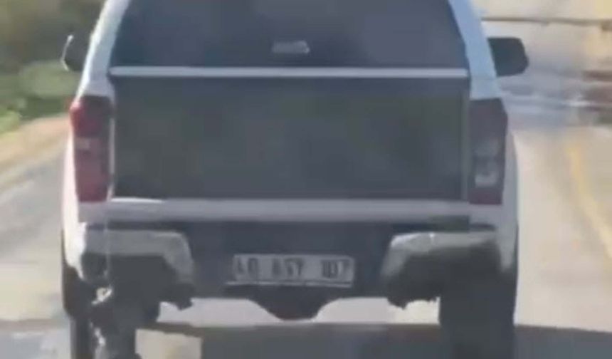 Muğla'da hayvan cinayeti: 2 gözaltı