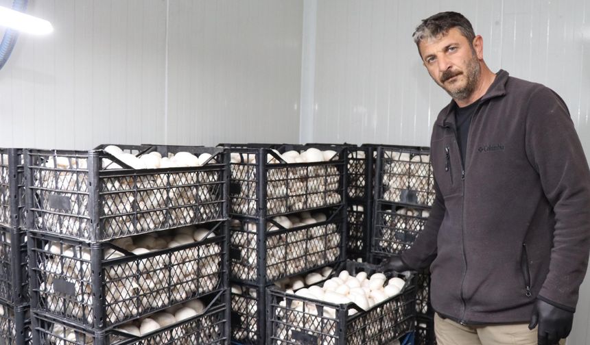 Metropolü bıraktı memleketinde mantar çiftliği kurdu