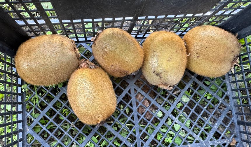 Ordu'da kivi için ‘erken hasat' uyarısı