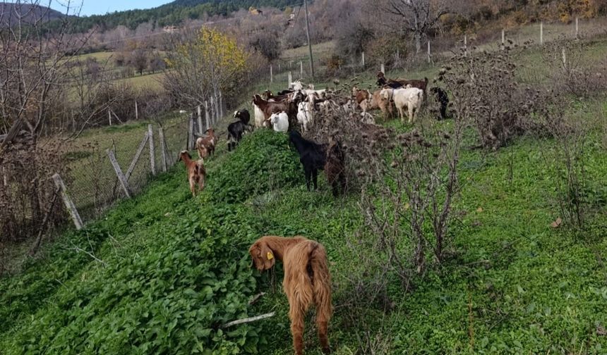 Ormanda kaybolan 30 küçükbaş dronla bulundu