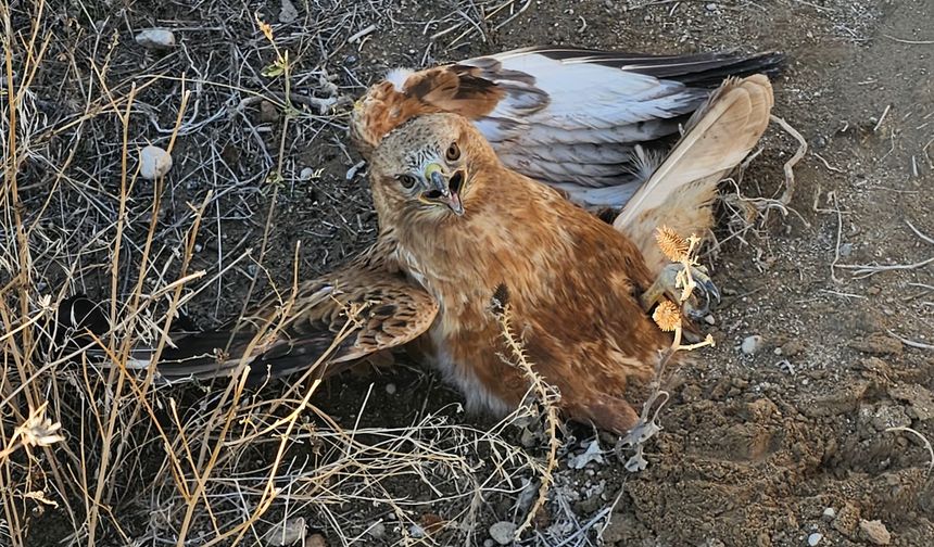 Yaralı bulunan kızıl şahin, tedavi altına alındı