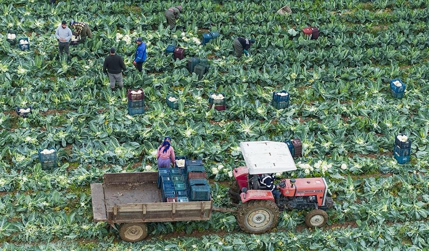İzmir'in Kışlık Sebze Hasadı Başladı