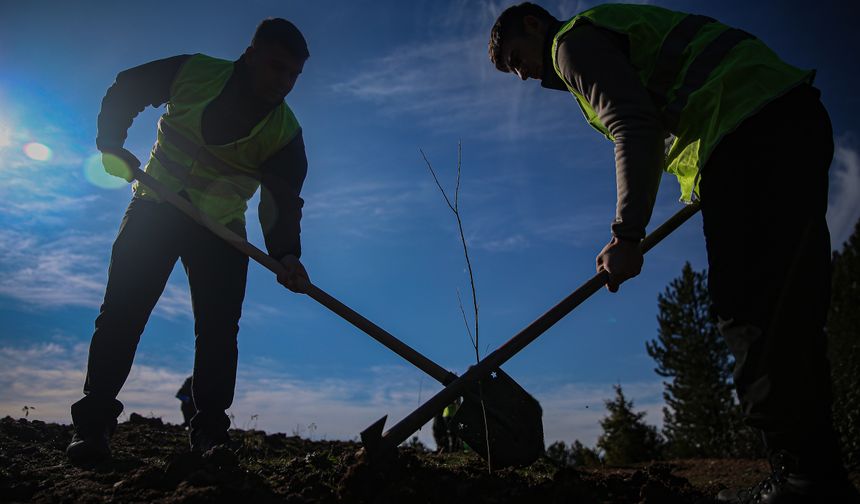 Keles’te bal ormanı projesi hayata geçirildi