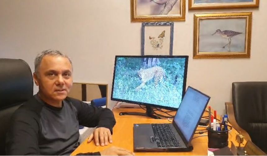 ' Ağaçtaki Anadolu Parsı Değil, Vaşak'