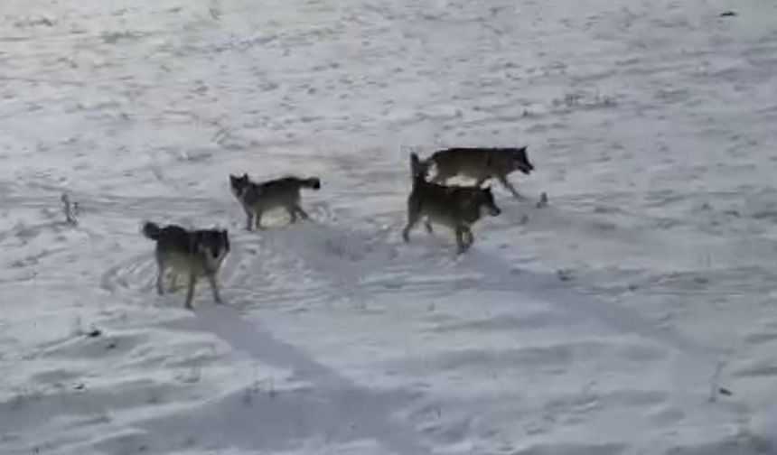 Ardahan'da kurt sürüsü dron ile görüntülendi