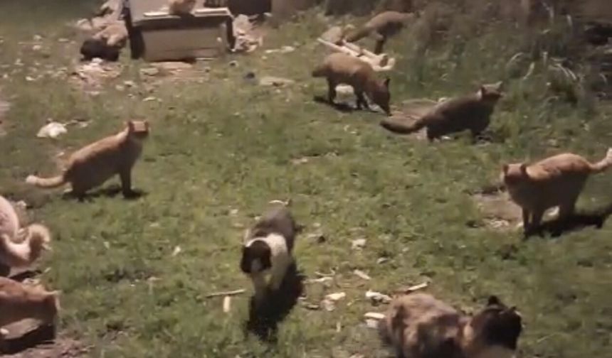 Beraber yemek yedikleri anlar kameraya yansıdı