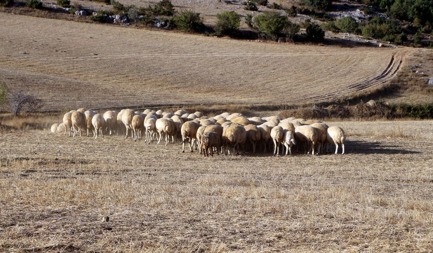 Çoban bulmak giderek zorlaşıyor