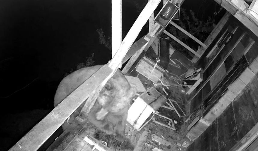 İki gün balkona tırmanarak balları yedi