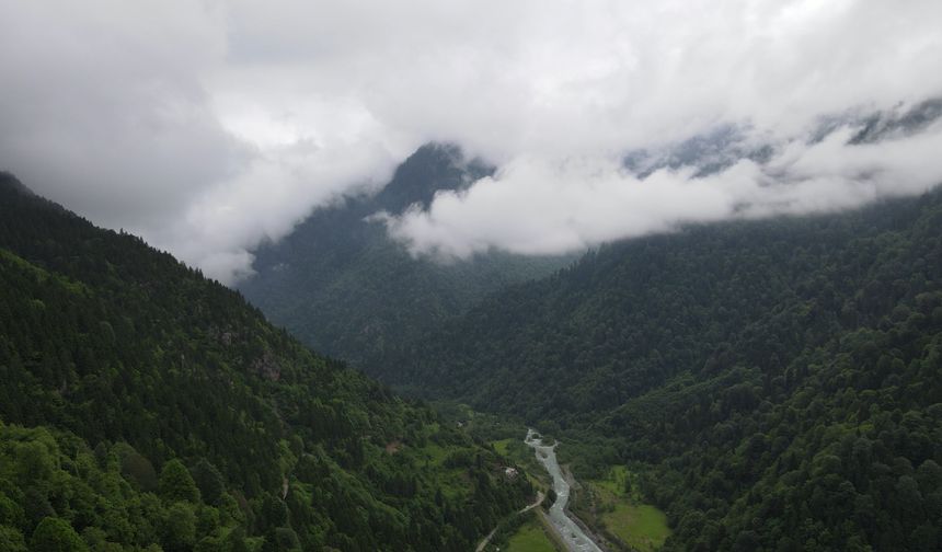 İklim değişikliğiyle mücadele ormanlar çok önemli