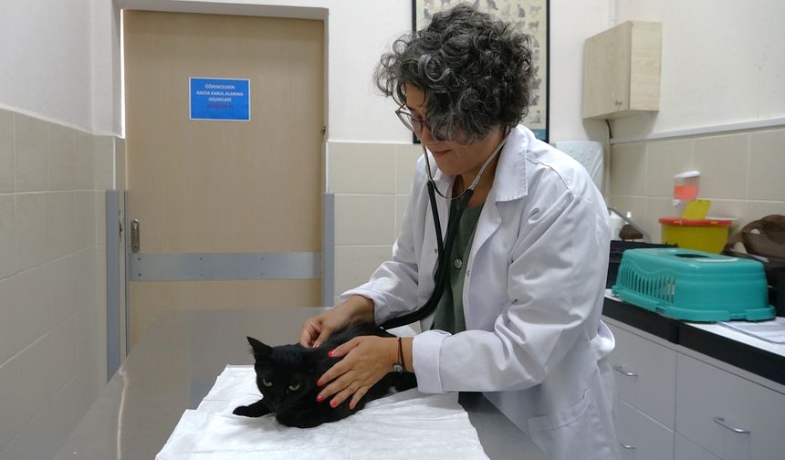 İnsanlar için kullanılan ağrı kesiciler hayvanlar için ölümcül oluyor