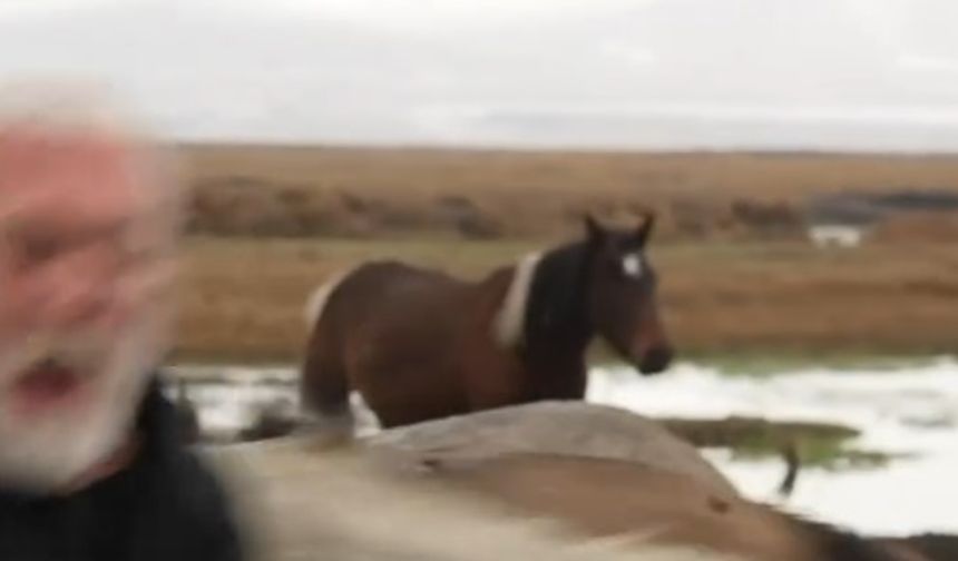 Sanatçı Onur Akın'a At Çarptı