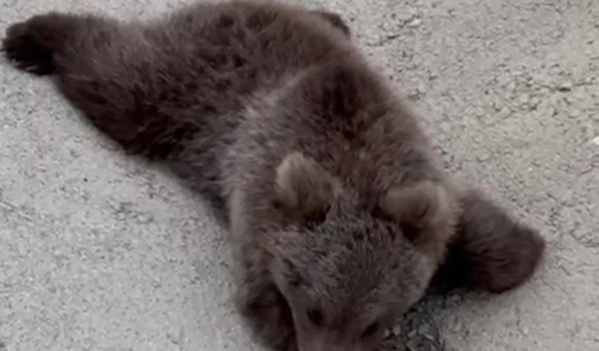 Yaralı bozayı tedaviye alındı