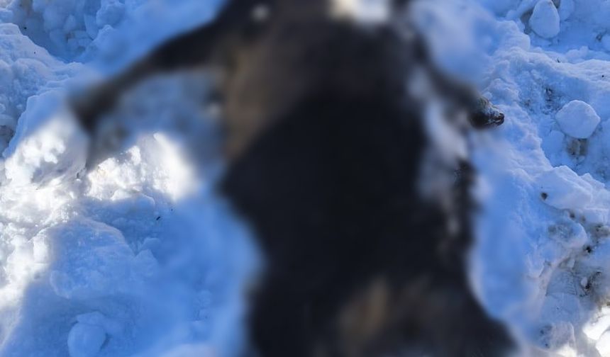 Ahıra çığ düşmesi sonucu 44 küçükbaş öldü