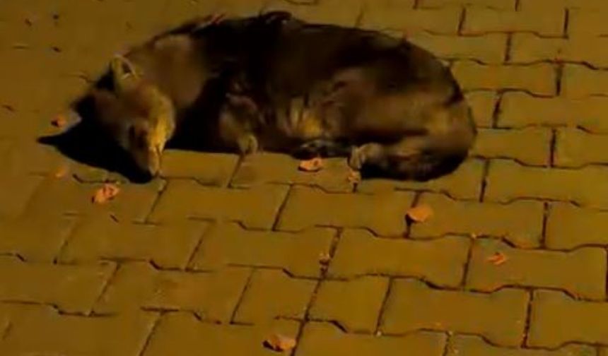 Bitkin Halde Bulunan Çakal Yavrusu Tedavi Altına Alındı