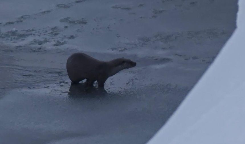 Hakkari-Yüksekova'da su samuru
