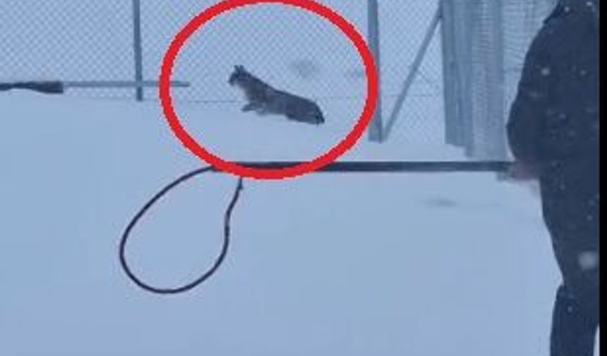 Kayseri'de vaşak kurtarıldı