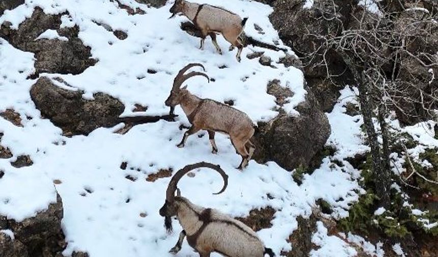 Tunceli'de kar yağışı doğal yaşamı zorlaştırdı