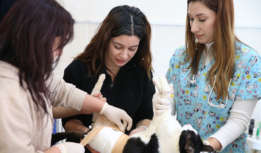 Ankara’da Evcil Hayvan Veterinerleri