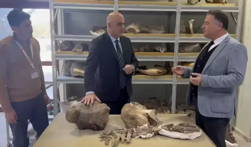 Türkiye'de 30 Milyon Yıllık Dev Fosil