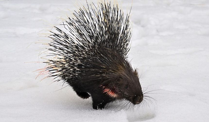 Hakkari'de yaralı bulunan Hint oklu kirpi Van'da tedaviye alındı