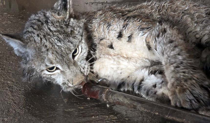 Sivas'ta bulunan vaşak tedavi altına alındı