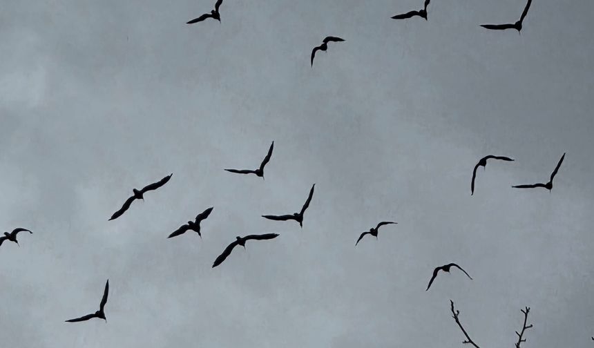 Birecik’te 277 kelaynak doğaya bırakıldı