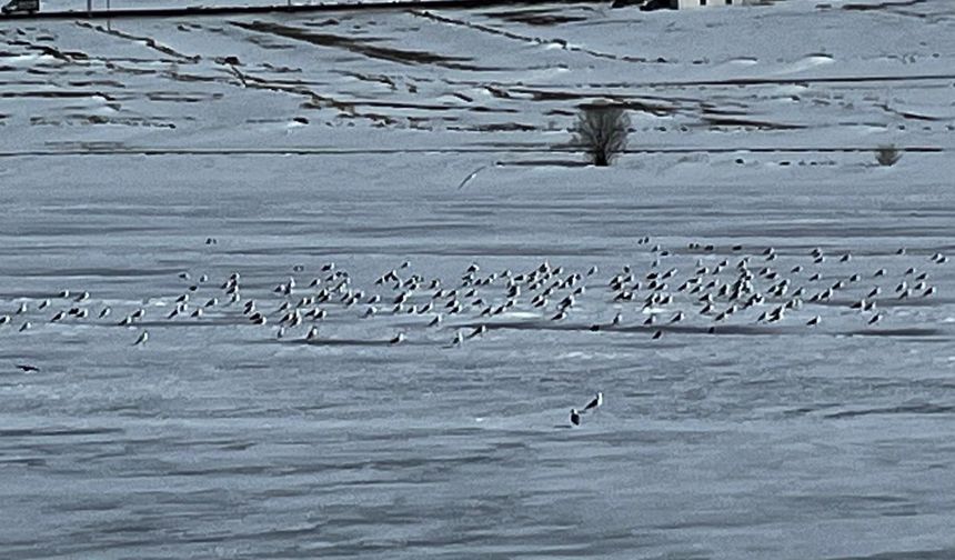 Çıldır Gölü'ne martılar geldi