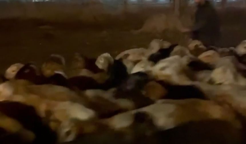 Kayseri'de Su Baskını Riskine Karşı Hayvanlar Tahliye Edildi