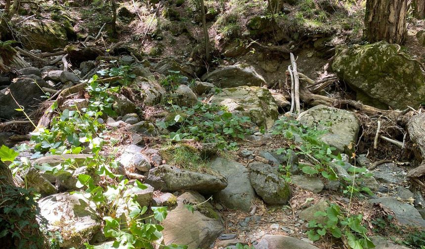 Kaz Dağları'nda yeni bir böcek türü keşfedildi: 'Aphis dardanelliensis'