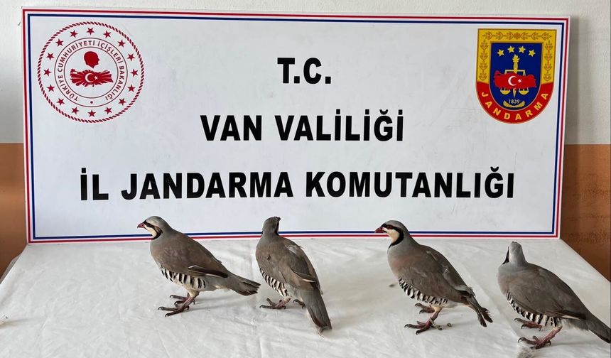 Kınalı keklik avına ceza