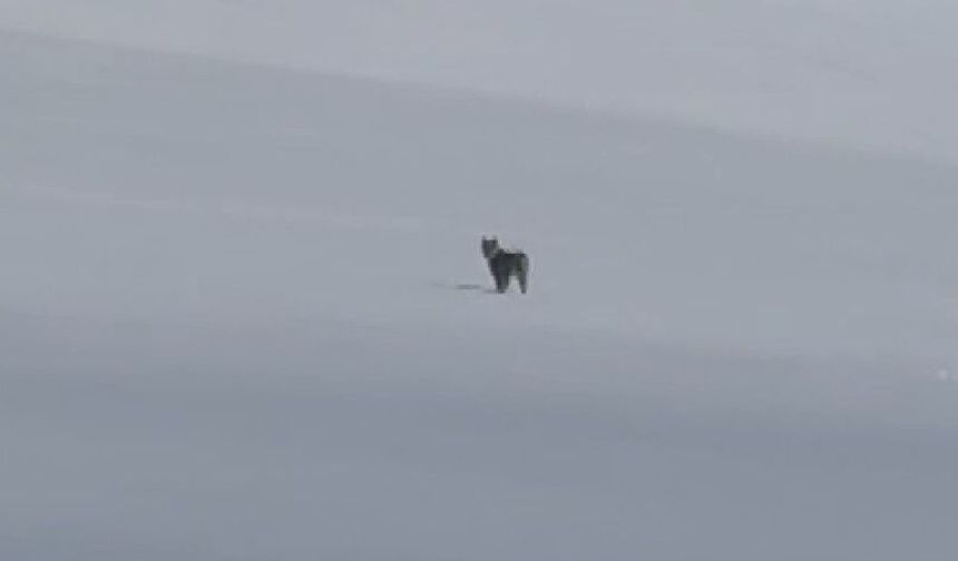 Nesli tehlikede olan vaşak Süphan Dağı eteklerinde görüntülendi
