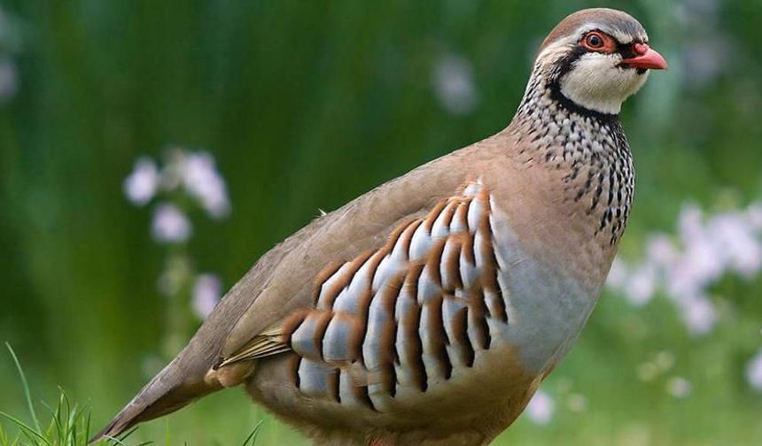 2025 kaçak hayvan operasyonlarının bilançosu açıklandı